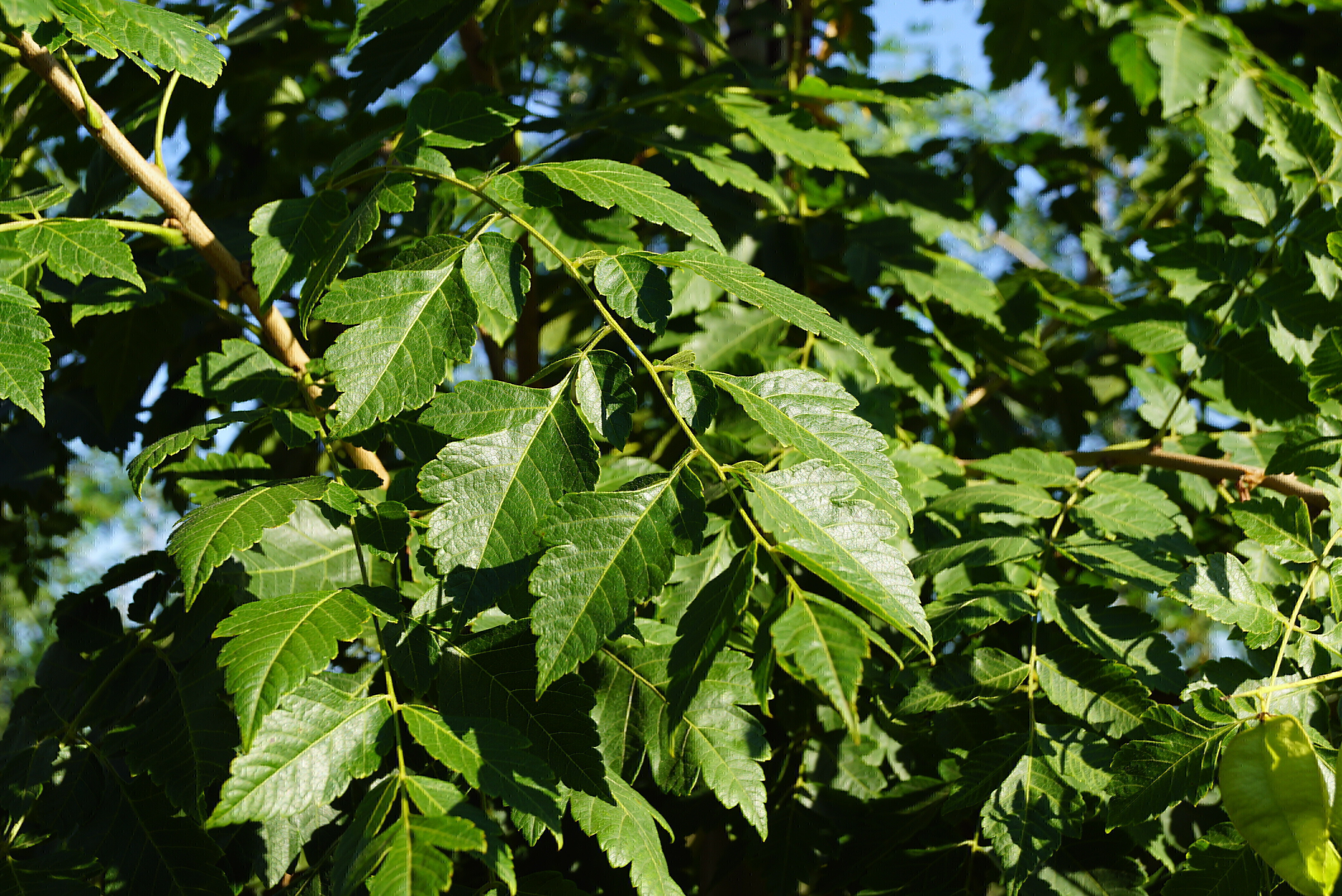 Koelreuteria paniculata 'Rosseels' (19)